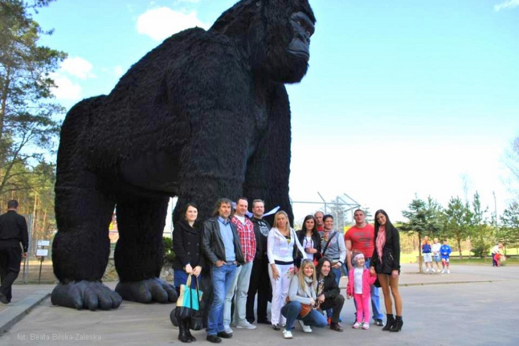 Szczecinecki King Kong w nowym domu