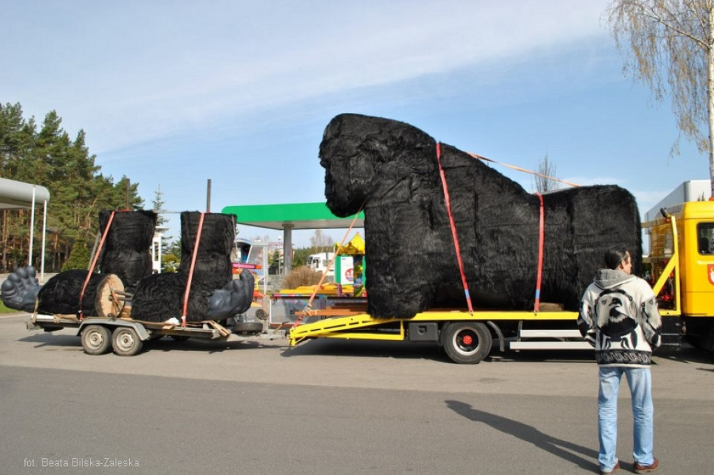 Szczecinecki King Kong w nowym domu