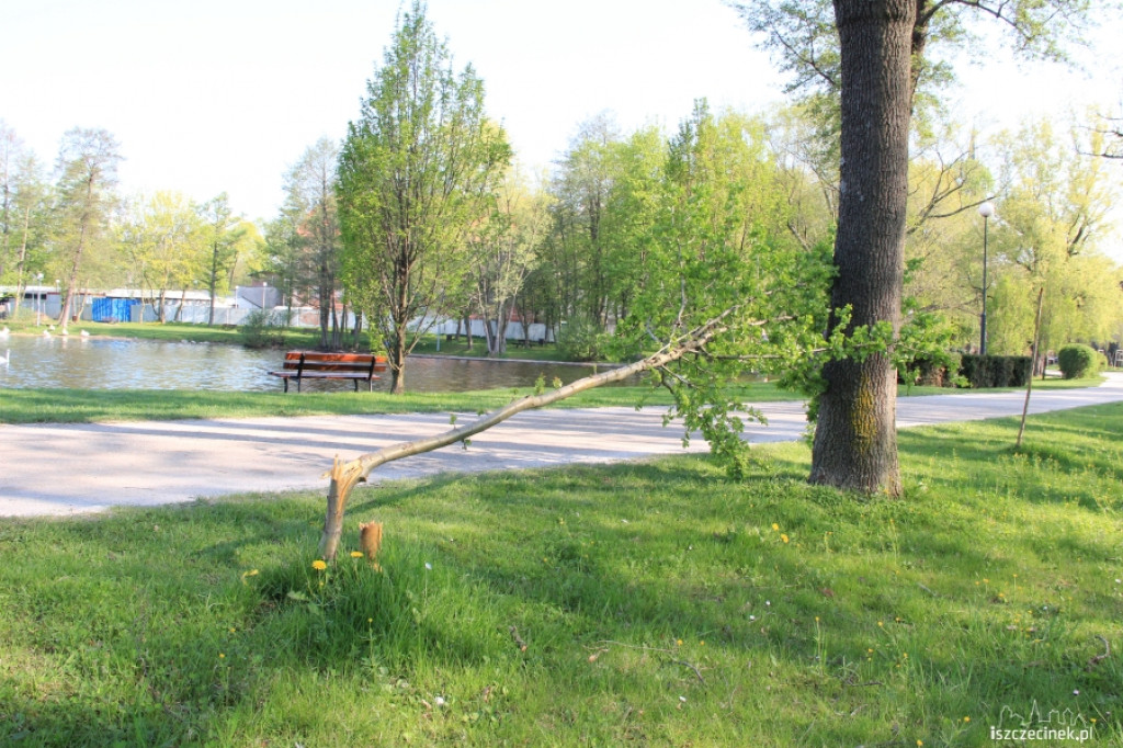 Wandale w parku c.d.