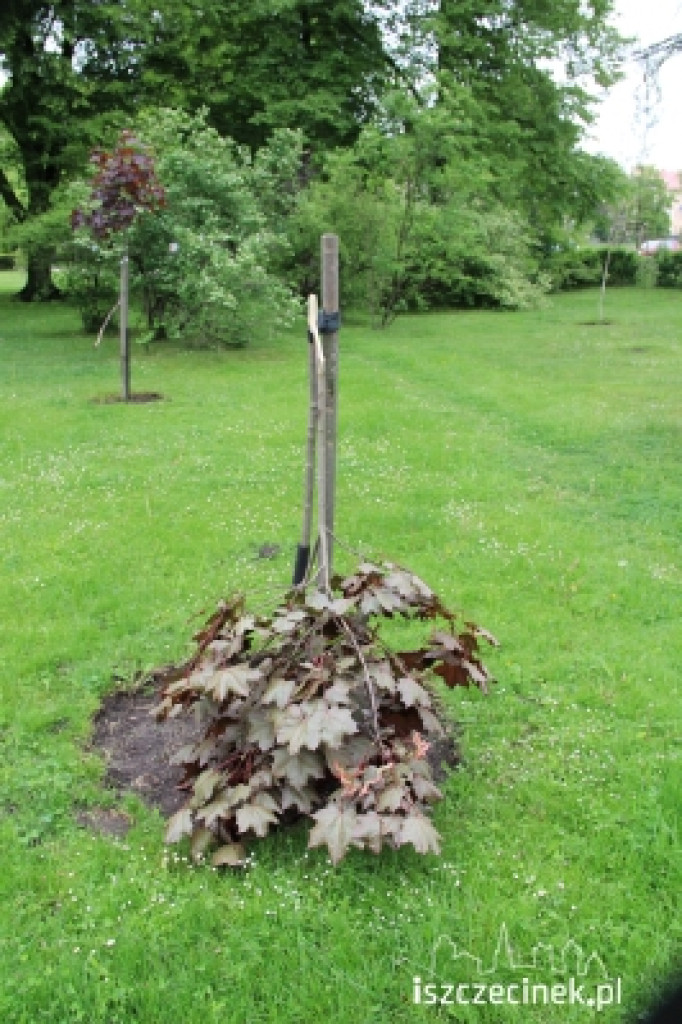 Wandale w parku nie odpuszczają