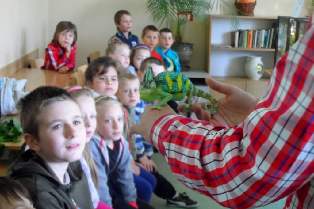 Gekony i pająki w szkole