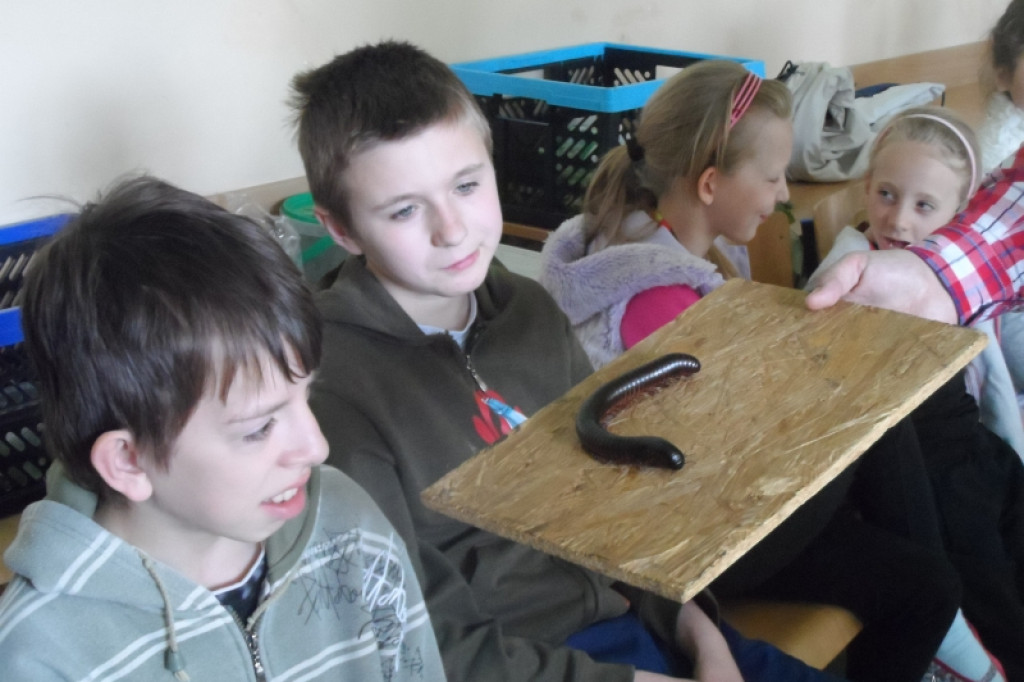 Gekony i pająki w szkole