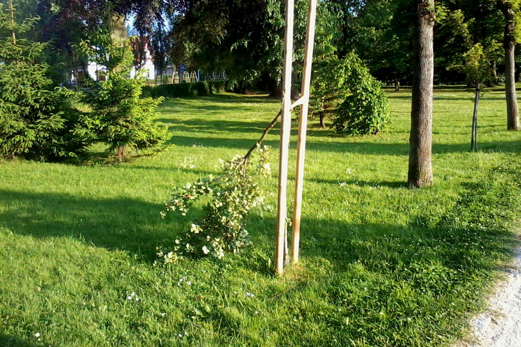 Wandale w parku c.d.