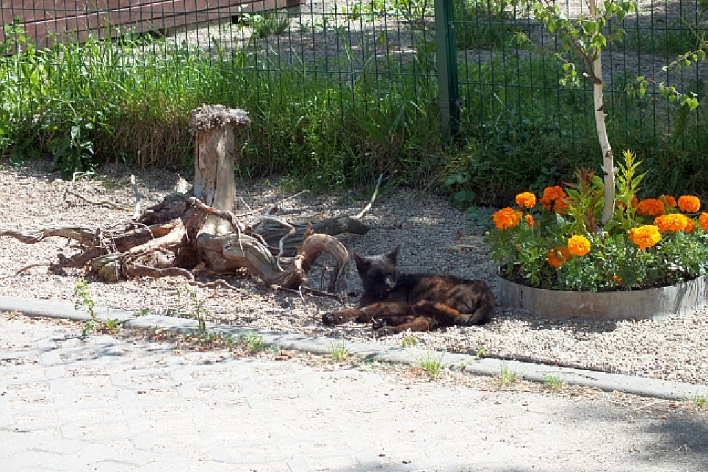Karma i kwiaty dla schroniska