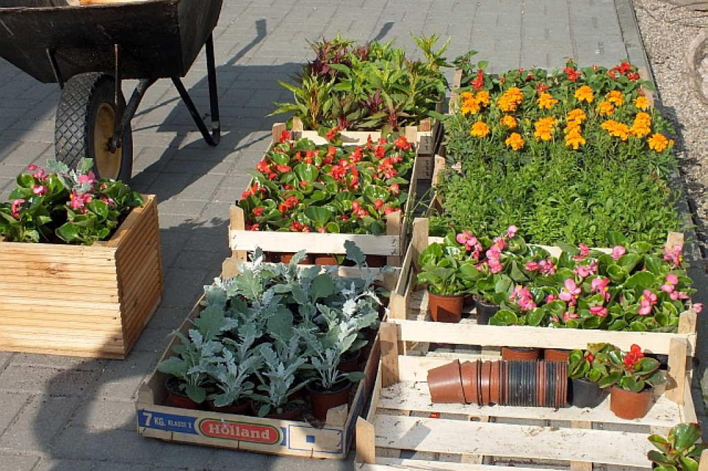 Karma i kwiaty dla schroniska