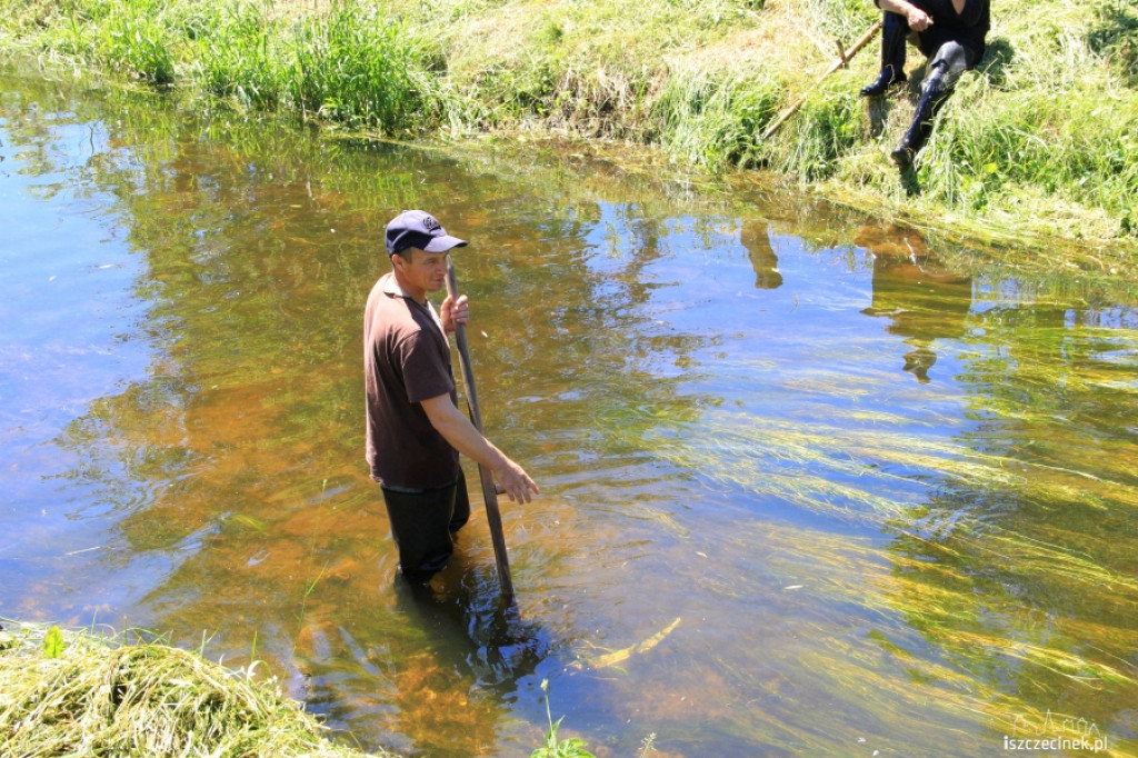 Konserwacja Niezdobnej (Nizicy)