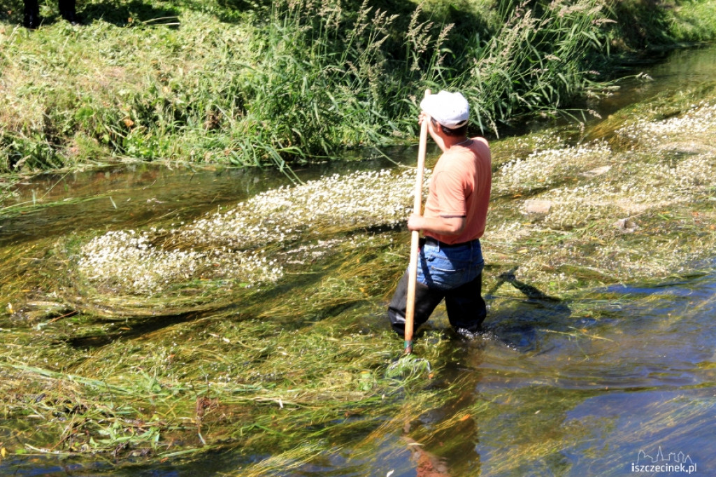 Konserwacja Niezdobnej (Nizicy)