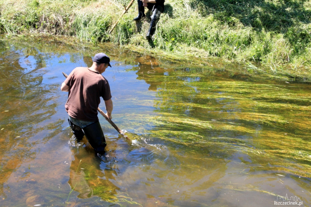 Konserwacja Niezdobnej (Nizicy)
