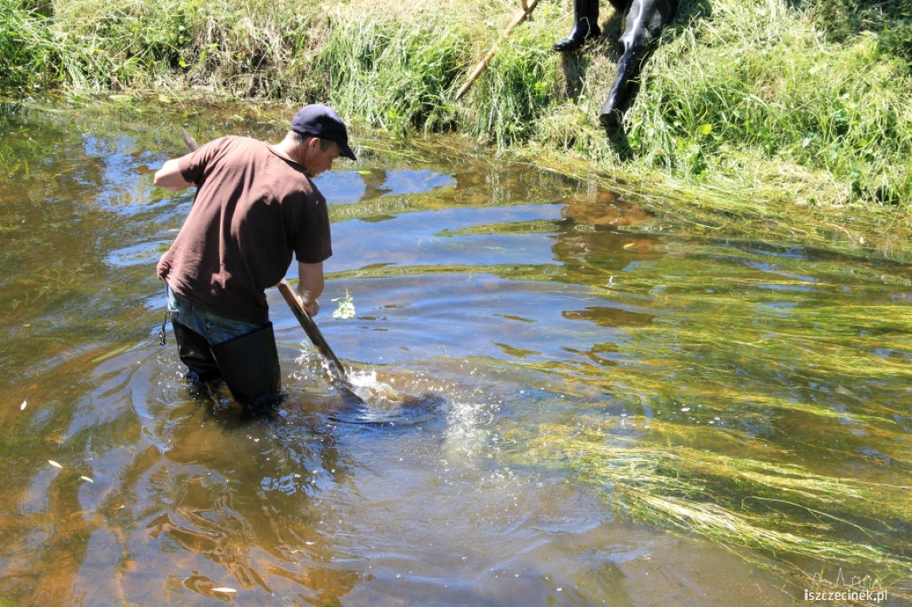 Konserwacja Niezdobnej (Nizicy)