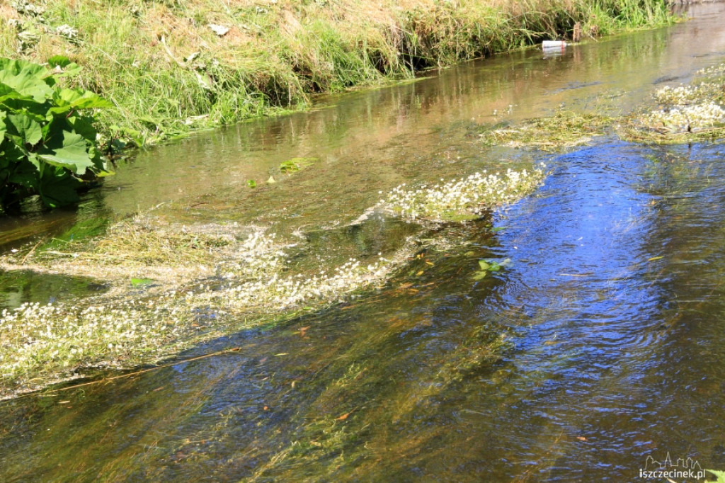 Konserwacja Niezdobnej (Nizicy)