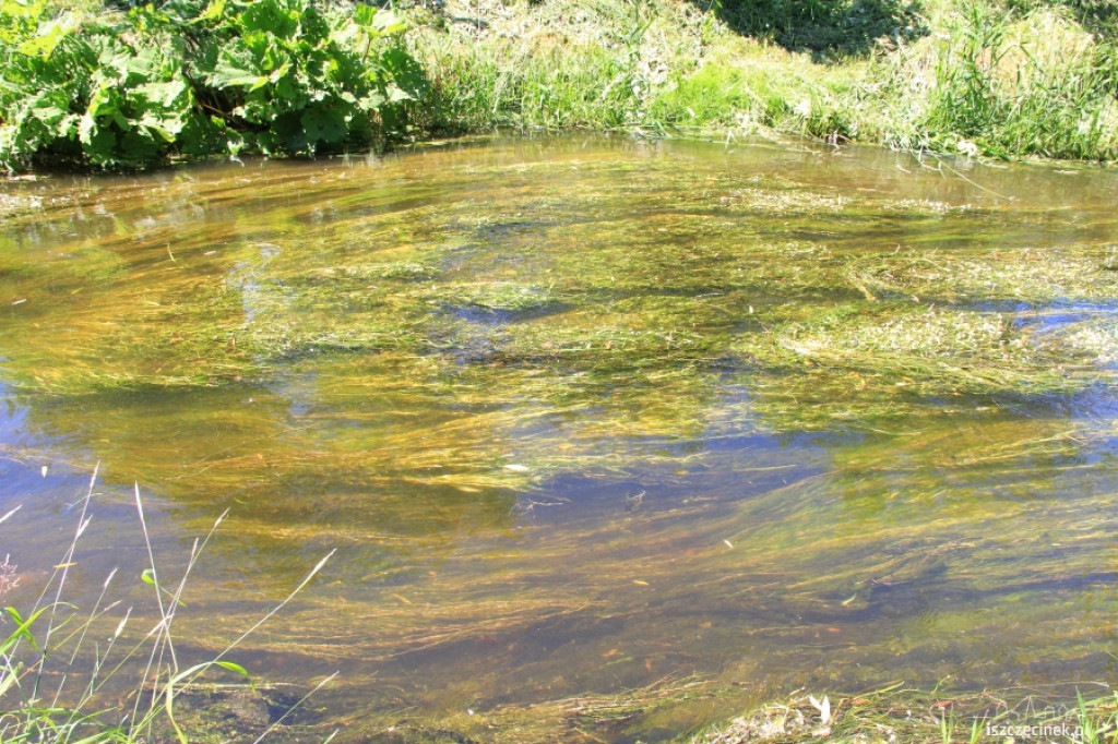 Konserwacja Niezdobnej (Nizicy)