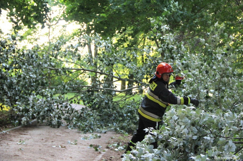 Runęło drzewo w parku