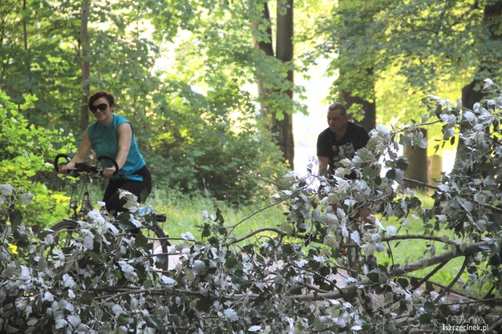 Runęło drzewo w parku