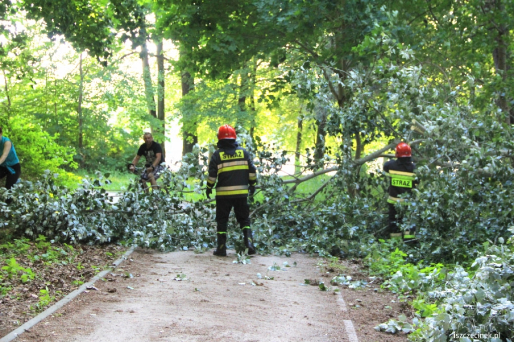 Runęło drzewo w parku