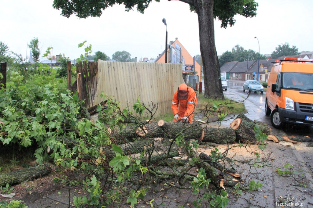 Znowu runęło drzewo