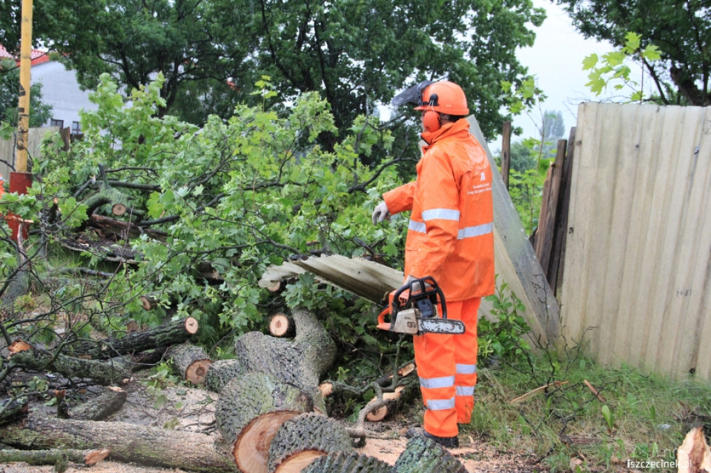 Znowu runęło drzewo