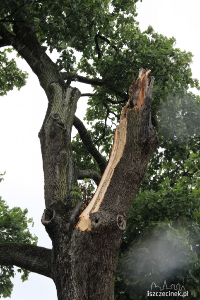 Znowu runęło drzewo