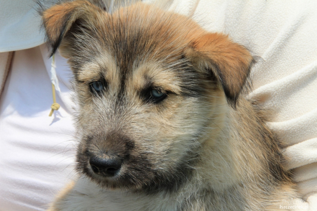 Grzybiarze znaleźli psa przywiązanego do drzewa