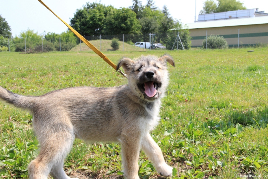 Grzybiarze znaleźli psa przywiązanego do drzewa