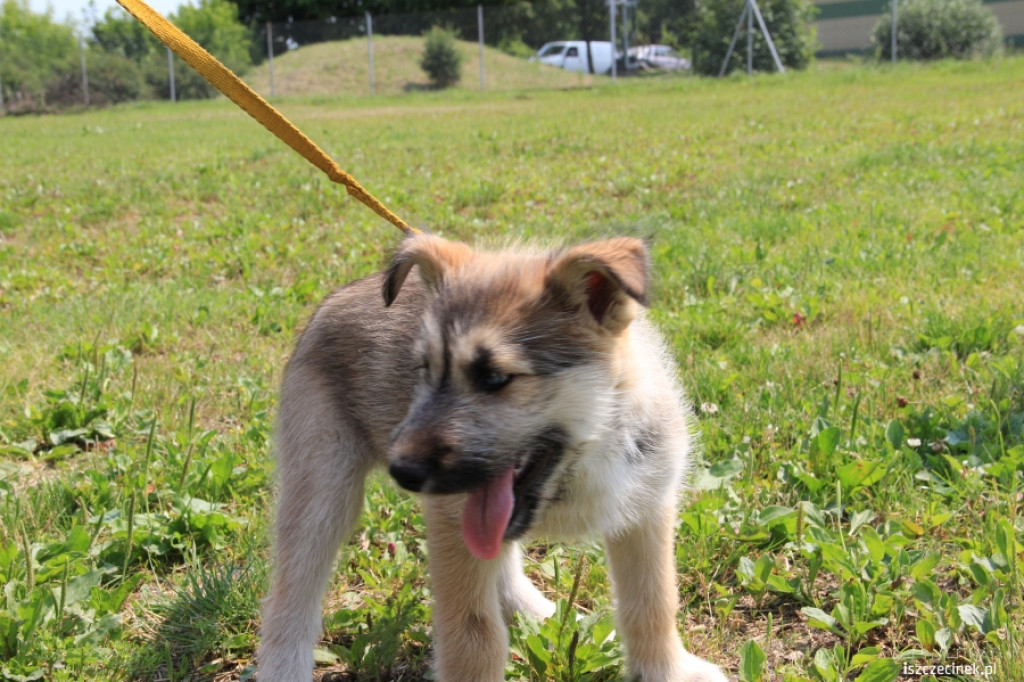 Grzybiarze znaleźli psa przywiązanego do drzewa