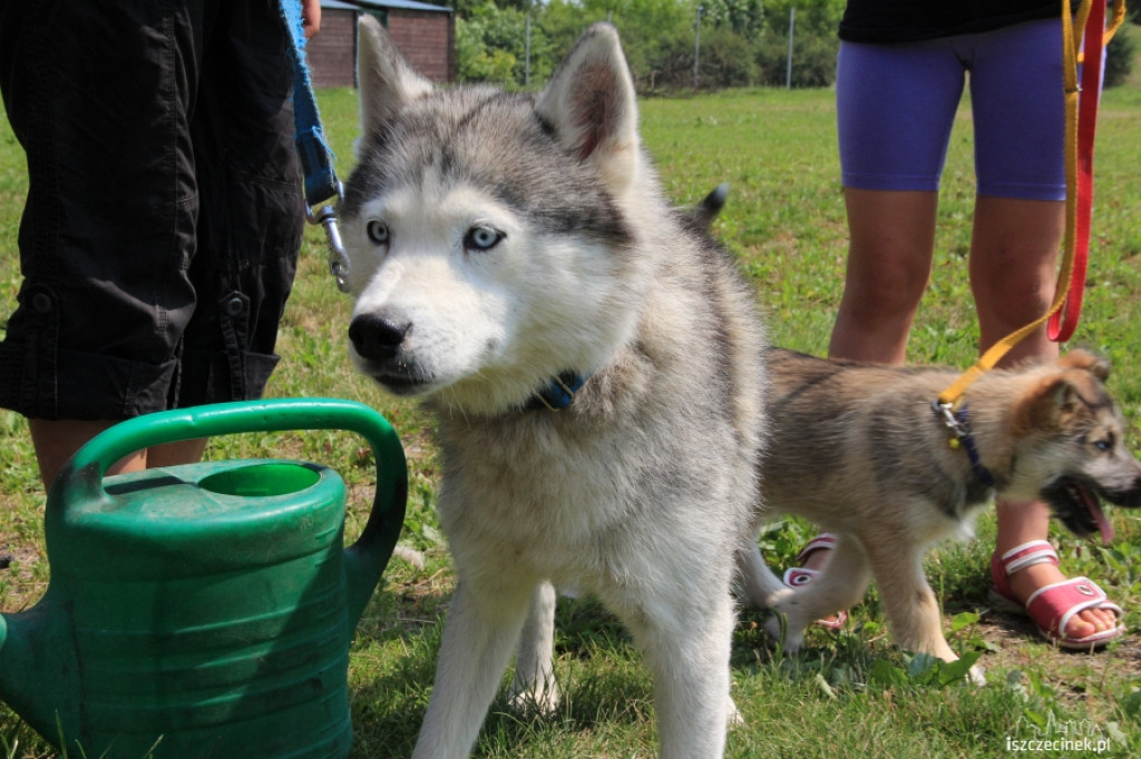 Grzybiarze znaleźli psa przywiązanego do drzewa