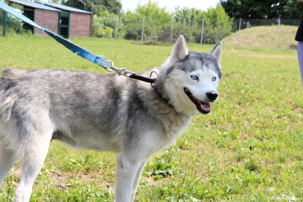 Grzybiarze znaleźli psa przywiązanego do drzewa