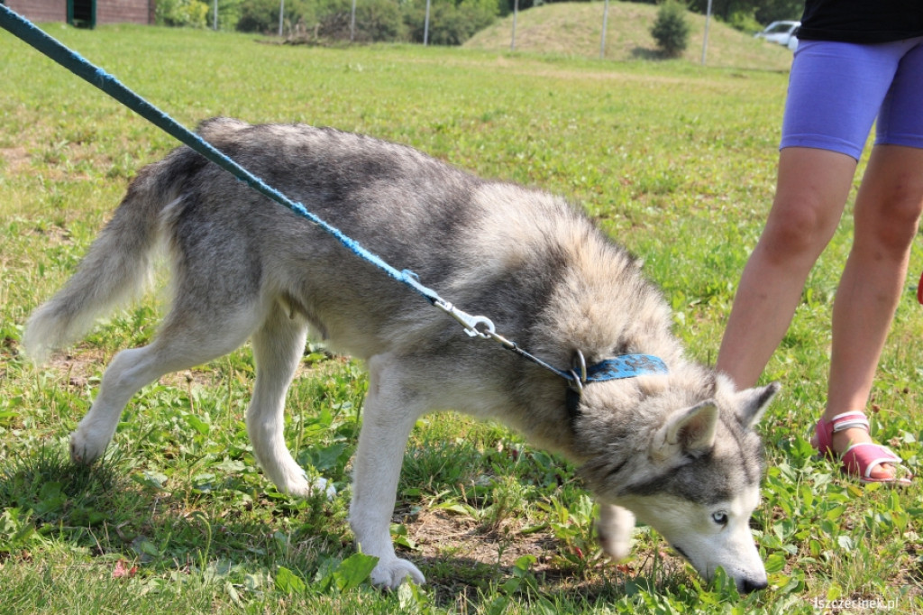 Grzybiarze znaleźli psa przywiązanego do drzewa