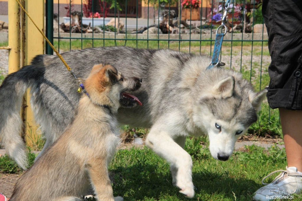 Grzybiarze znaleźli psa przywiązanego do drzewa