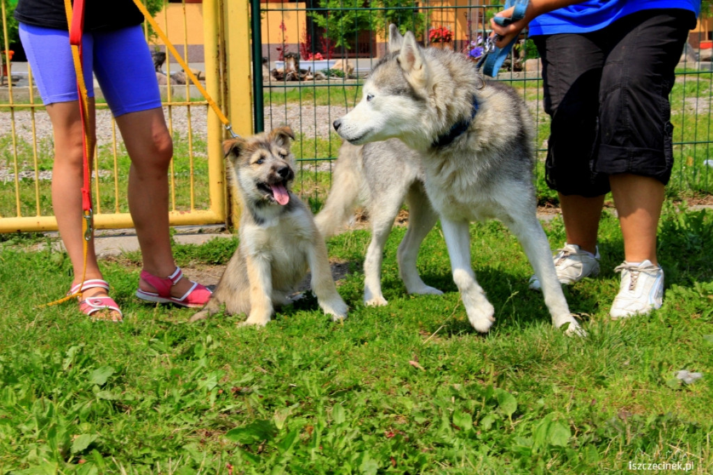 Grzybiarze znaleźli psa przywiązanego do drzewa