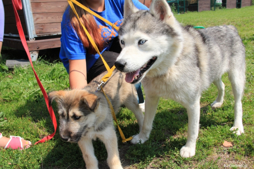 Grzybiarze znaleźli psa przywiązanego do drzewa