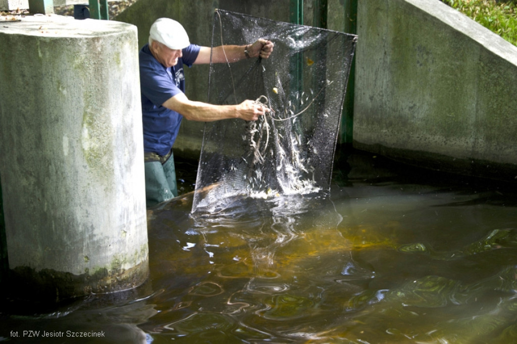 Przerzut ryb na Niezdobnej