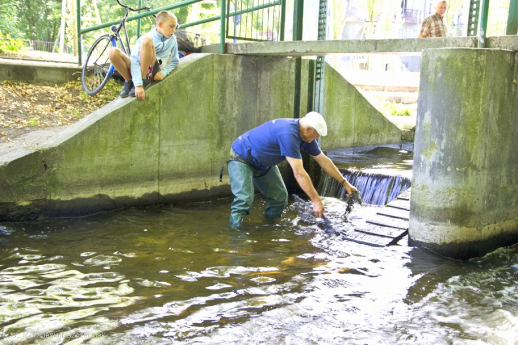 Przerzut ryb na Niezdobnej