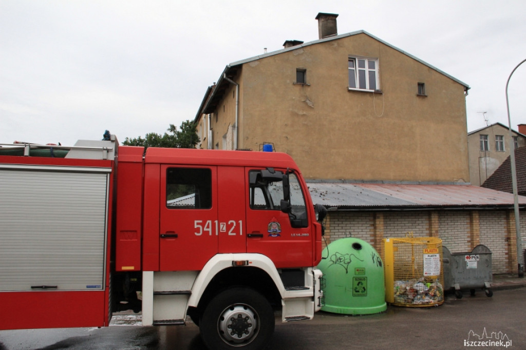 Osy w mieszkaniu przy Szkolnej