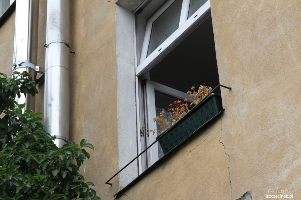 Osy w mieszkaniu przy Szkolnej