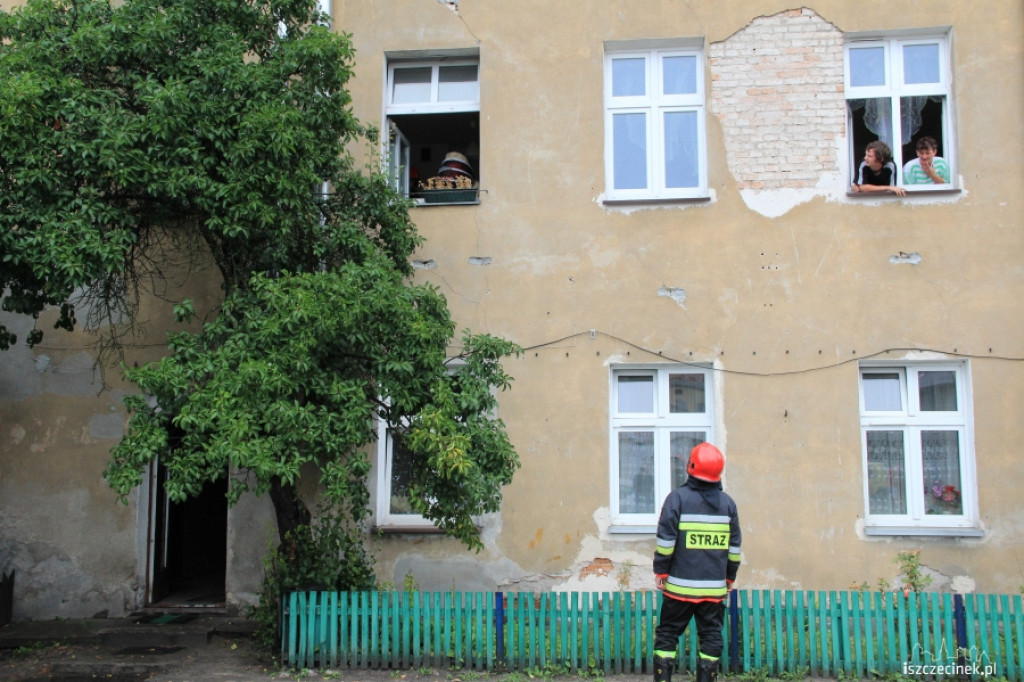 Osy w mieszkaniu przy Szkolnej