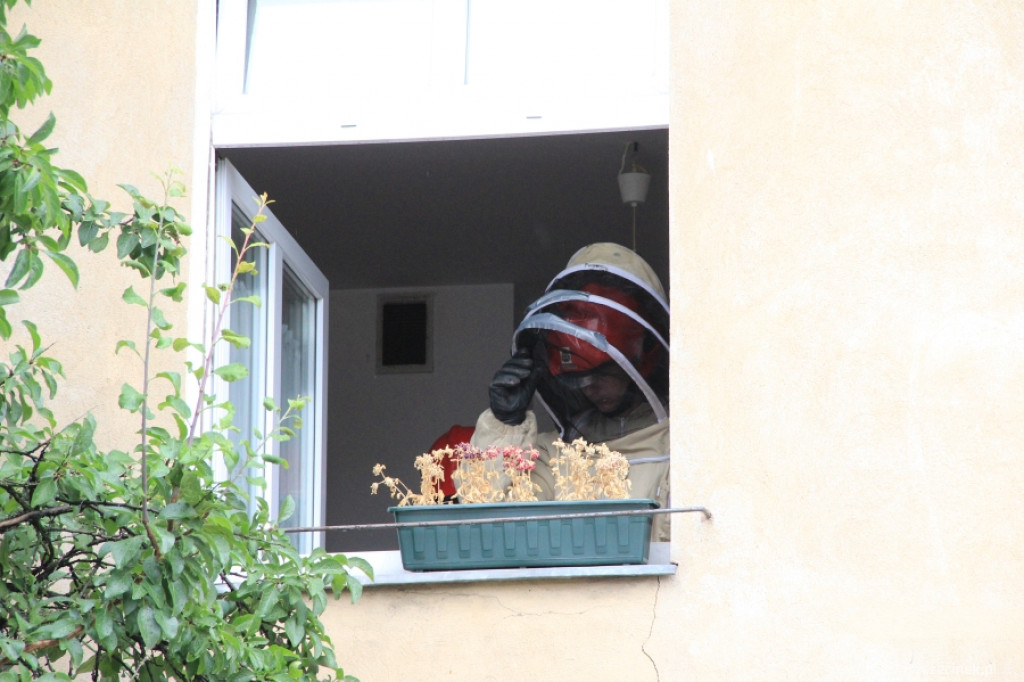 Osy w mieszkaniu przy Szkolnej