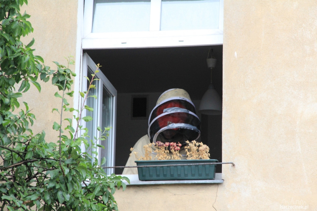 Osy w mieszkaniu przy Szkolnej