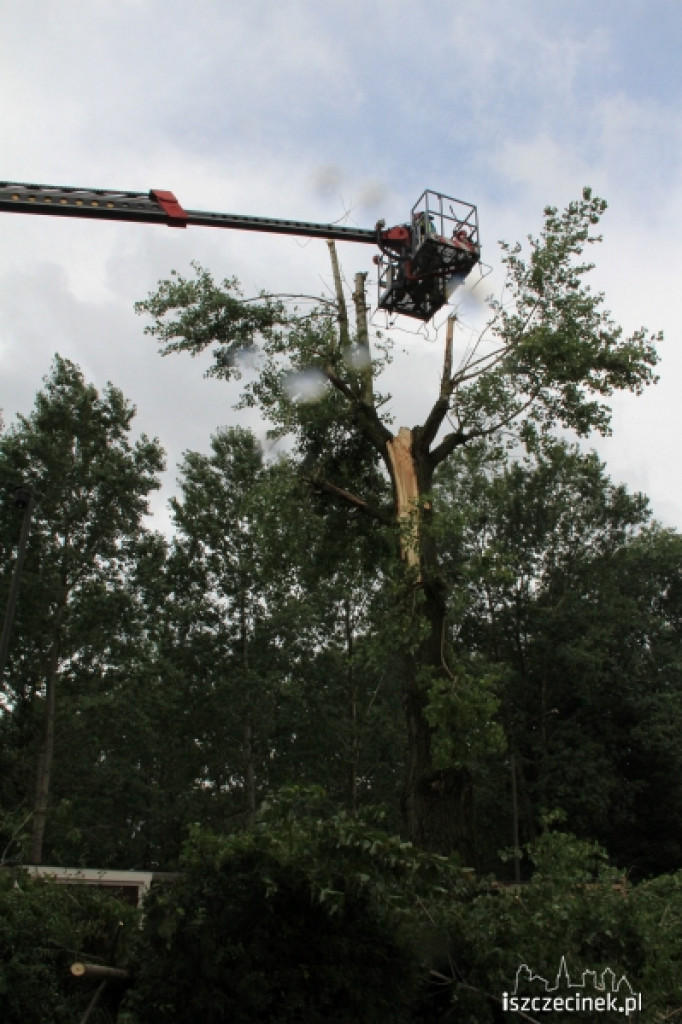 Na os. Koszalińska runęło drzewo