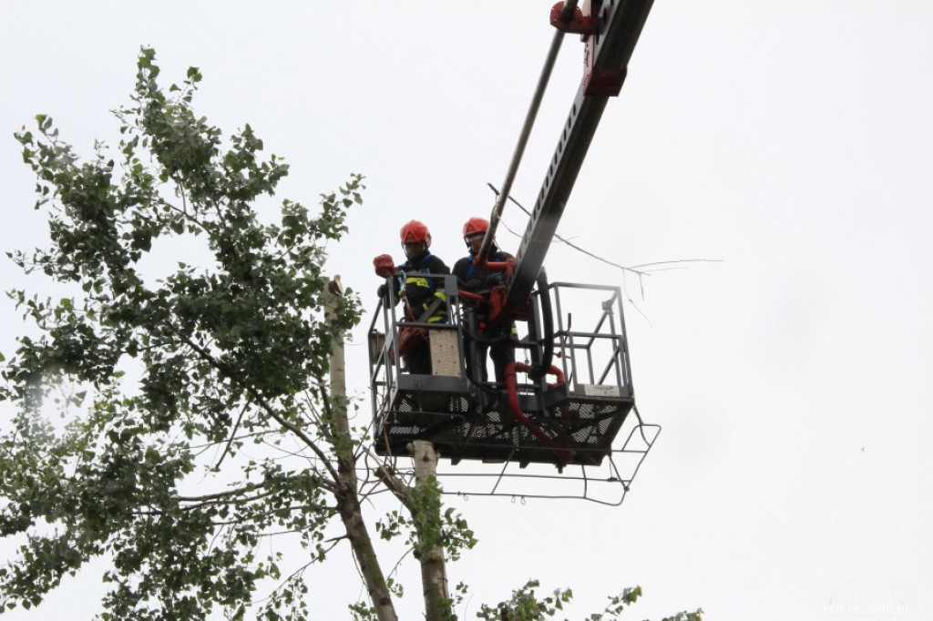 Na os. Koszalińska runęło drzewo