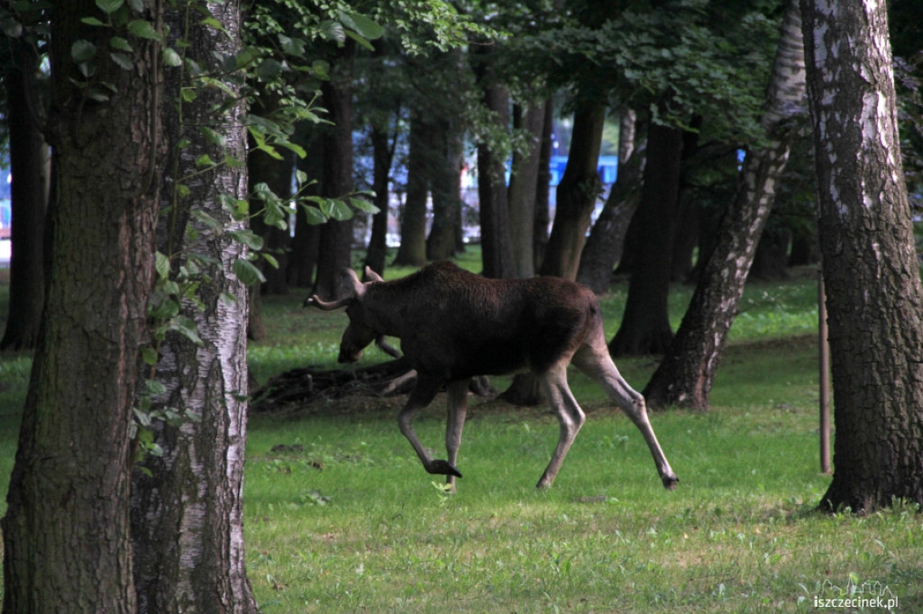 Łoś na ulicach Szczecinka