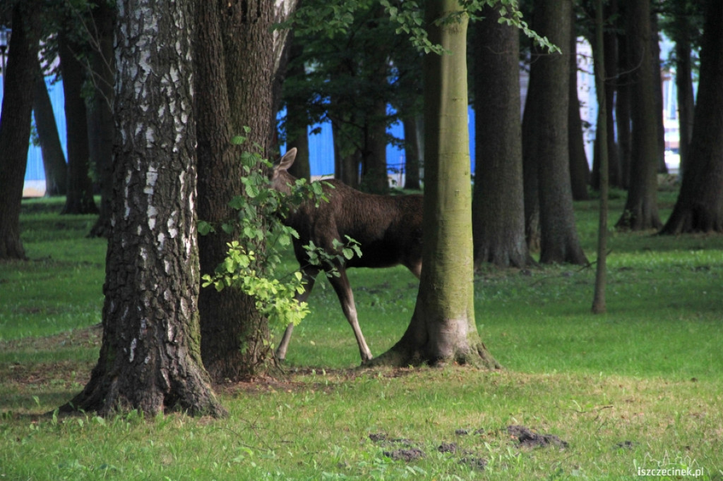 Łoś na ulicach Szczecinka