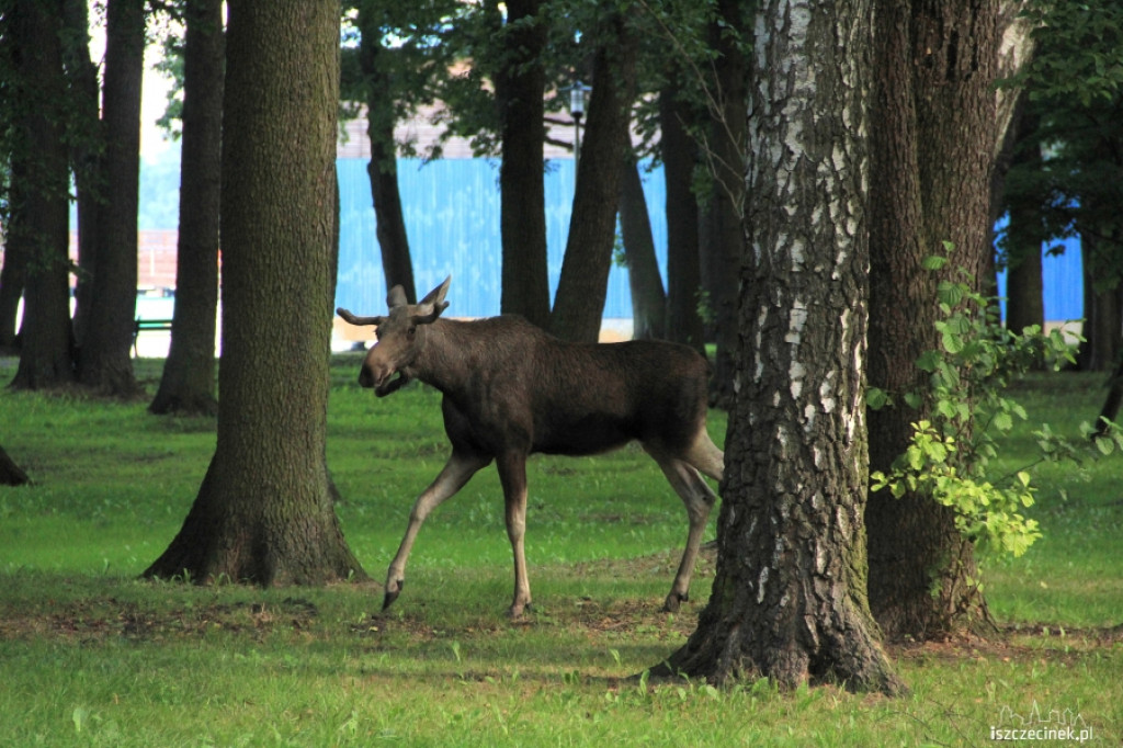 Łoś na ulicach Szczecinka