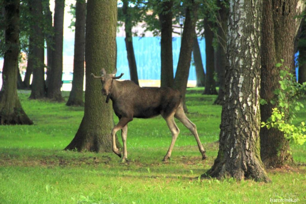 Łoś na ulicach Szczecinka