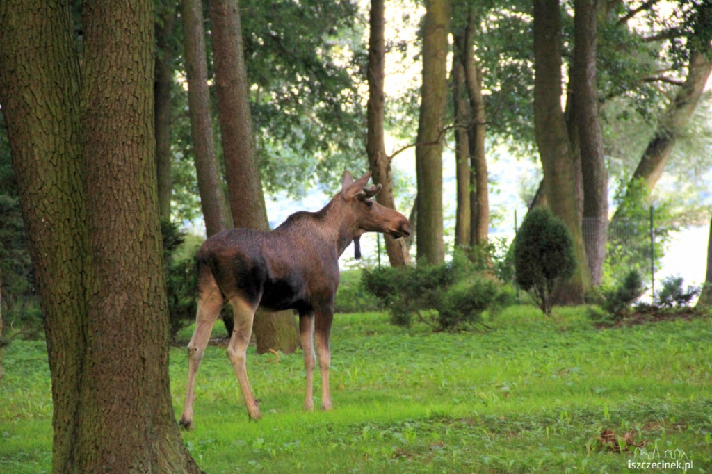 Łoś na ulicach Szczecinka