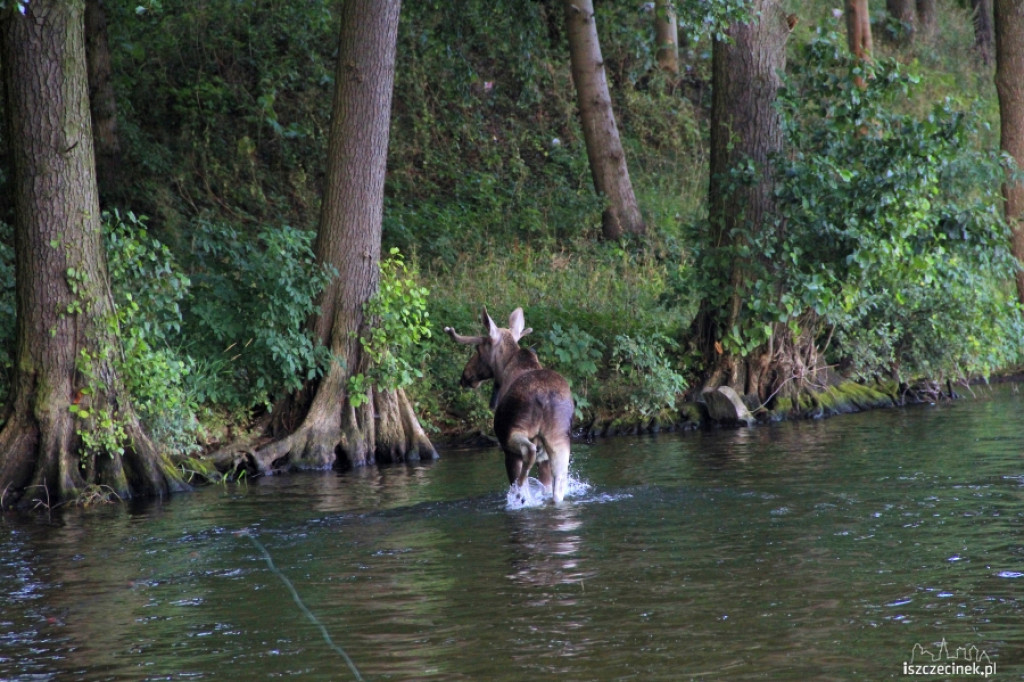 Łoś na ulicach Szczecinka