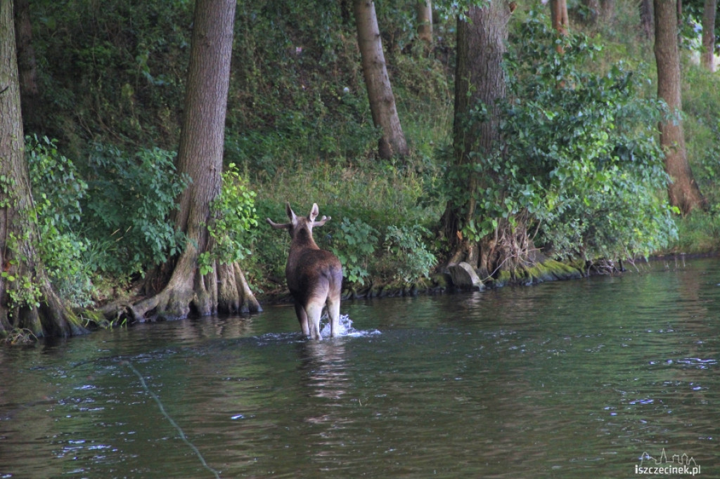 Łoś na ulicach Szczecinka