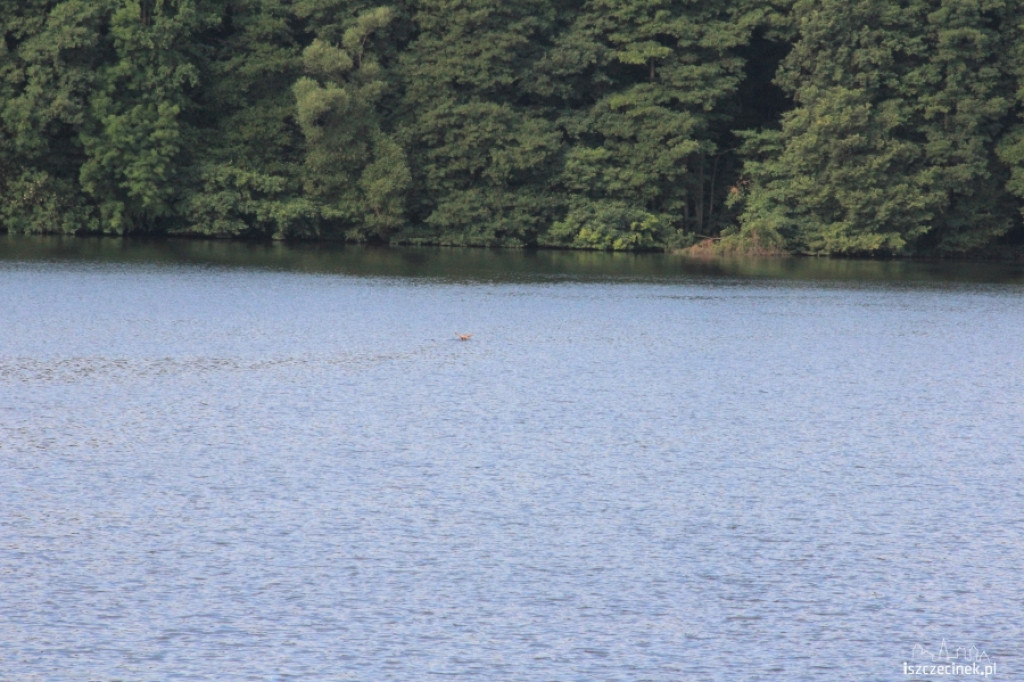 Łoś na ulicach Szczecinka