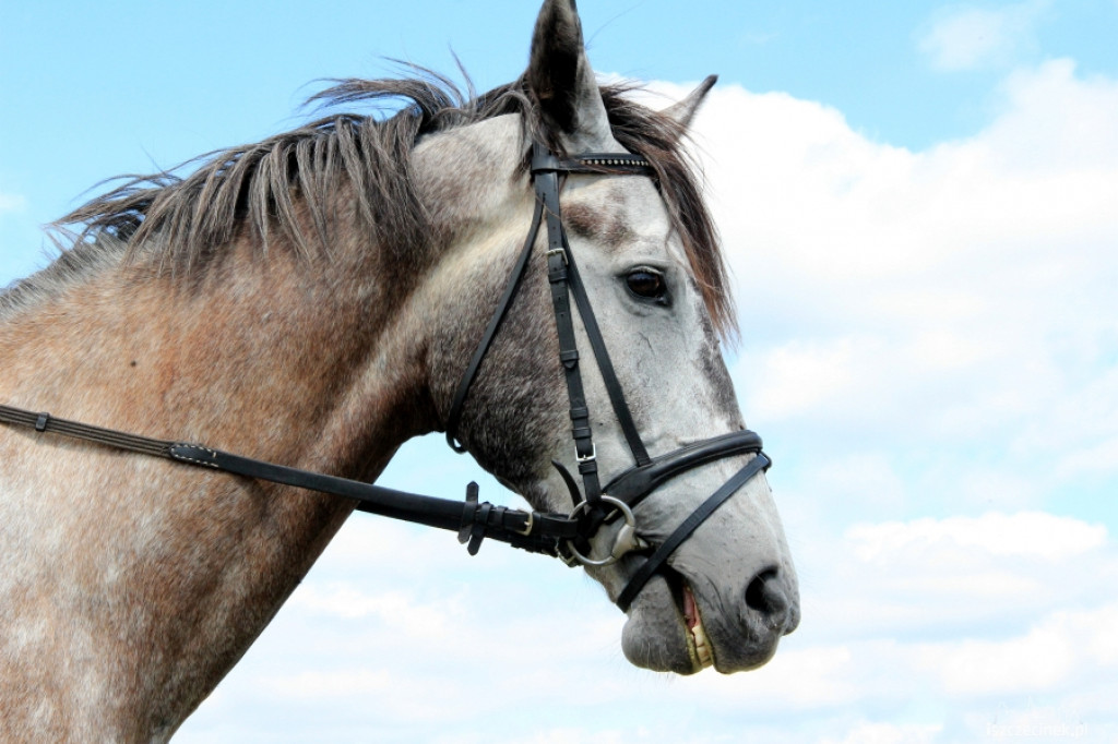Wielki Piknik Jeździecki - Karolewko 2013