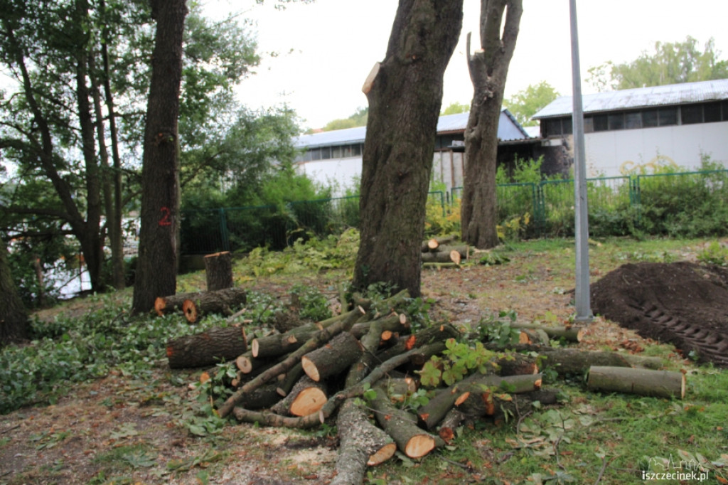 Wycinka drzew przy szczecineckim zamku
