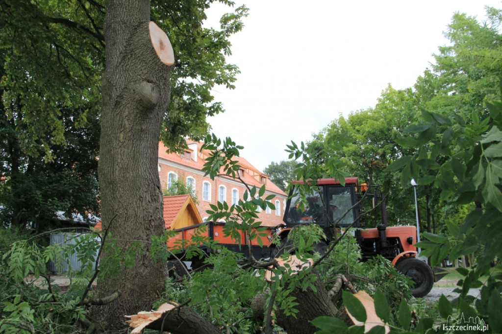 Wycinka drzew przy szczecineckim zamku